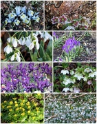 22nd Feb 2018 - Spring Flower Collage 