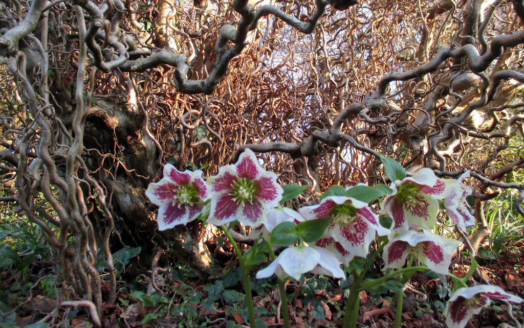 Hellebores at Anglesey Abbey by g3xbm