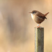 Wren-bird on a post by padlock