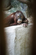 21st Feb 2018 - Orangutan Youngster