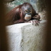 Orangutan Youngster by randy23