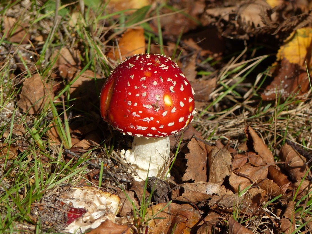  Fly Agaric  by susiemc
