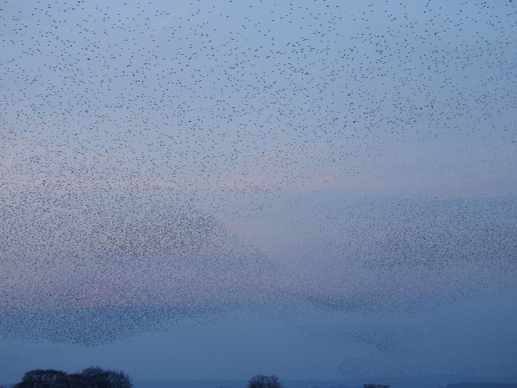 A sky full of starlings by roachling