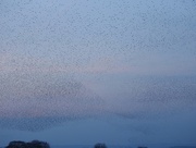 22nd Feb 2018 - A sky full of starlings