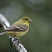 Female Lesser Goldfinch by gaylewood