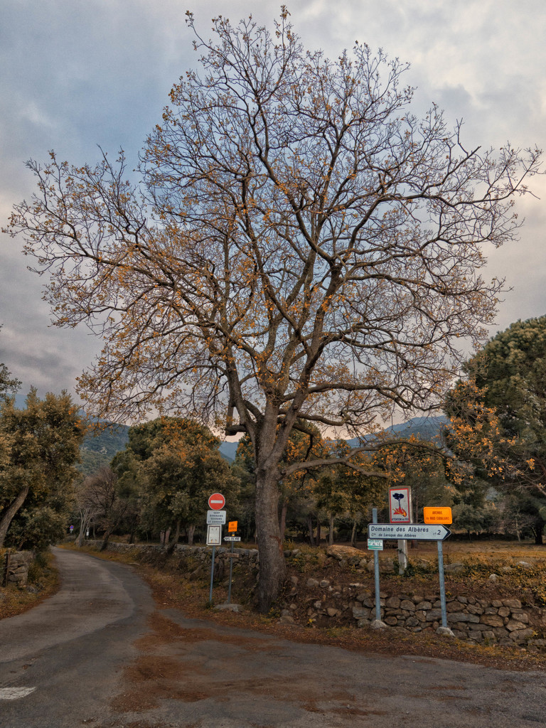 The tree by Roca Vella by laroque