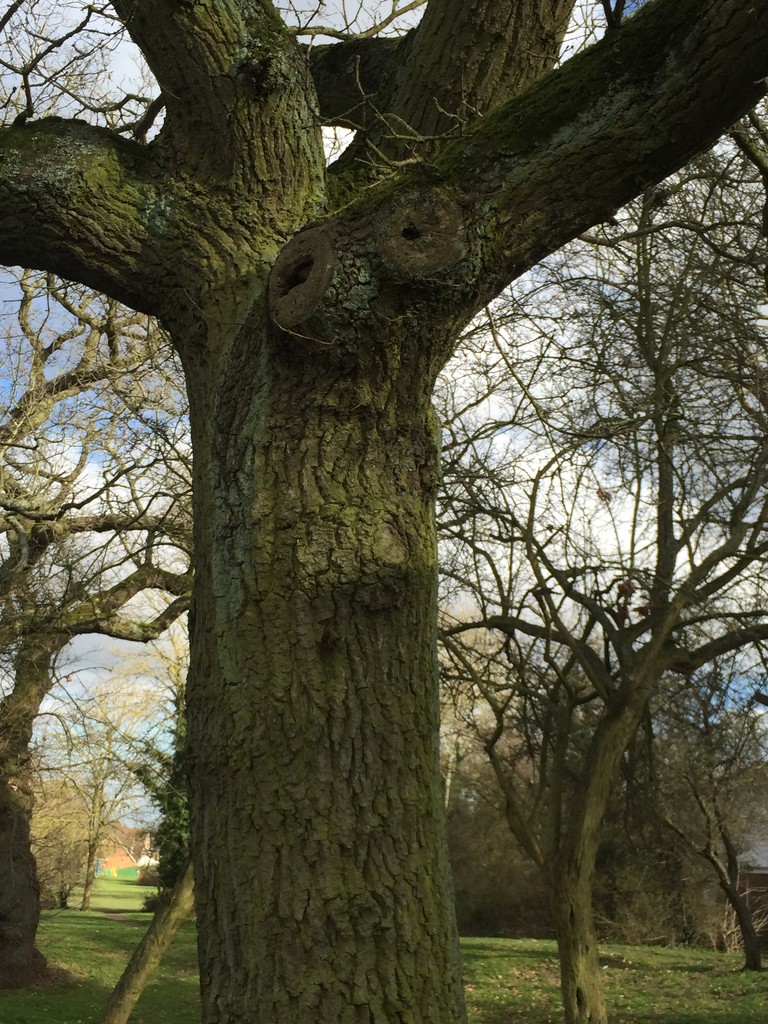 Tree Face by daffodill