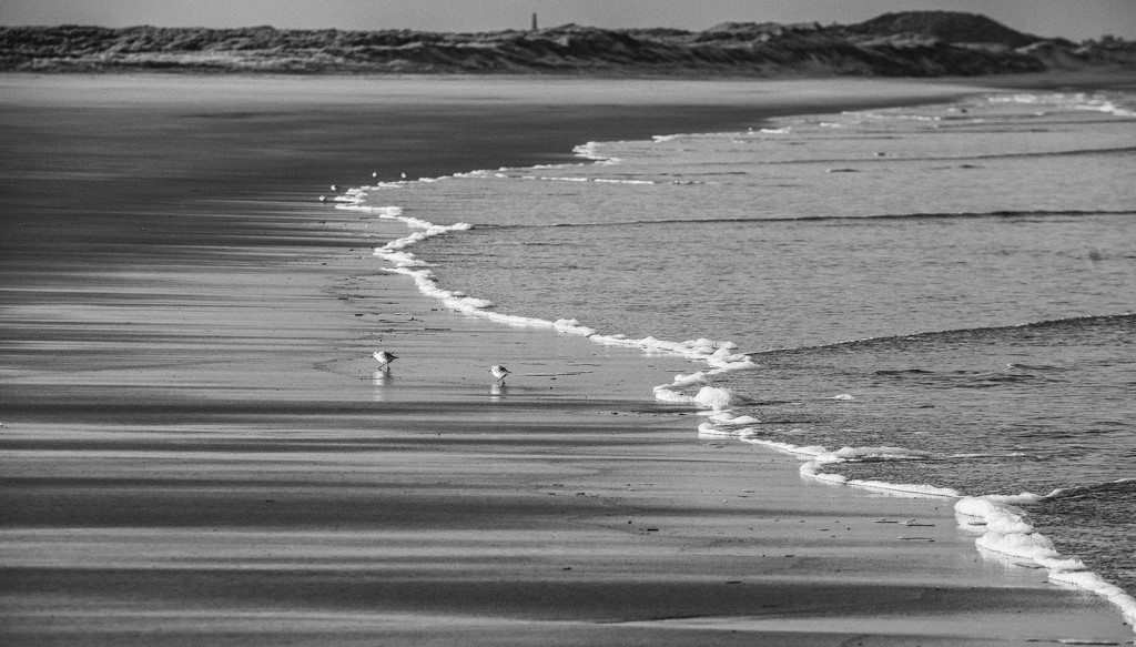 Sea, sand and sanderlings by inthecloud5