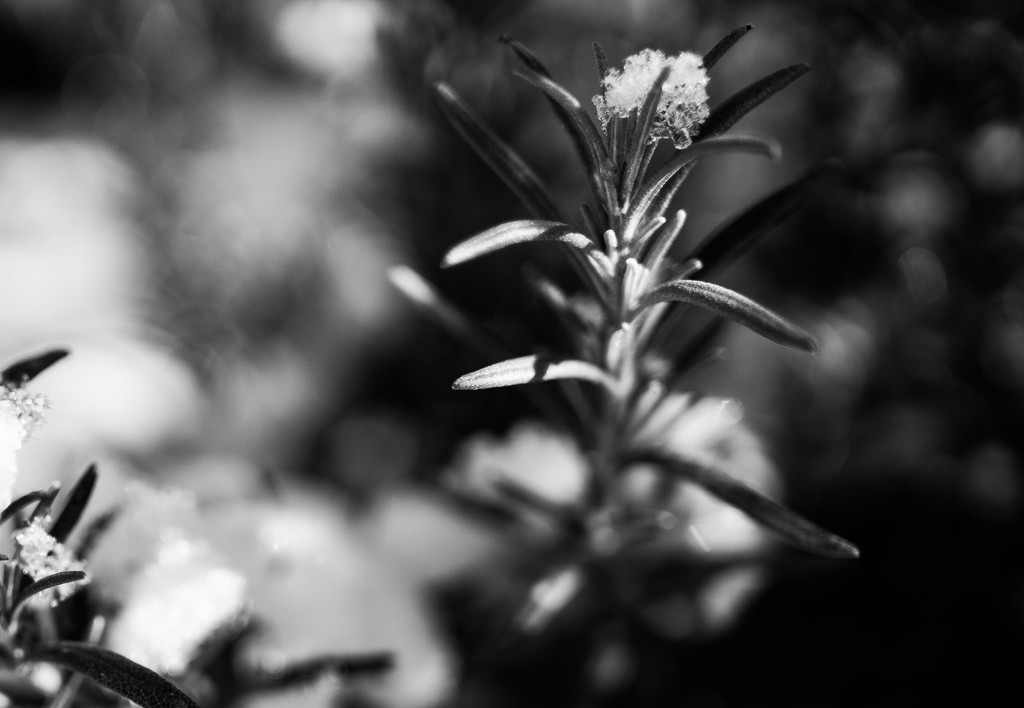 Rosemary in winter by cristinaledesma33