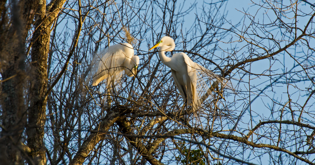 Egrets on the Prowl! by rickster549