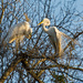 Egrets on the Prowl! by rickster549