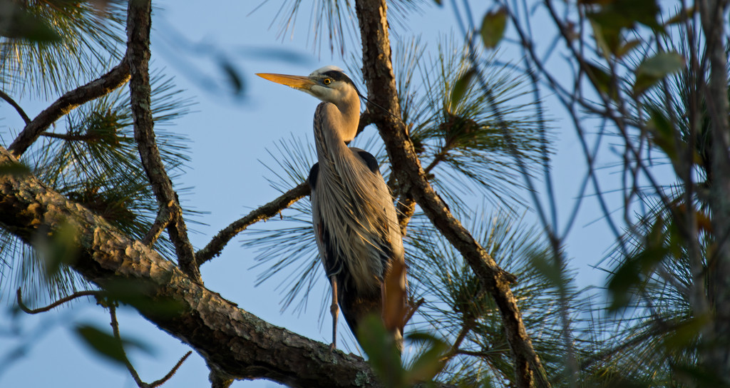 Blue Heron From Below! by rickster549
