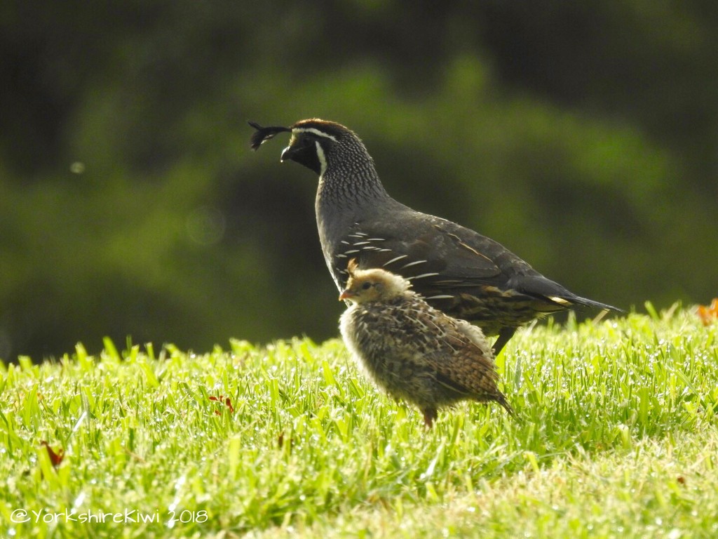 quail family by yorkshirekiwi