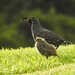 quail family by yorkshirekiwi