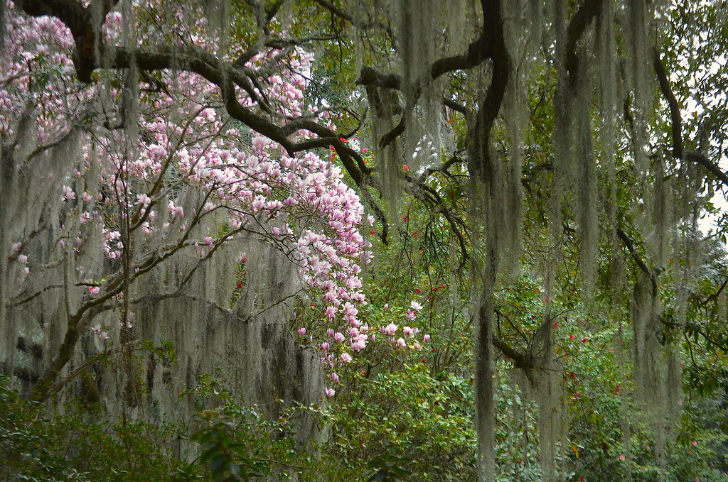 Japanese magnolia and Spanish moss by congaree