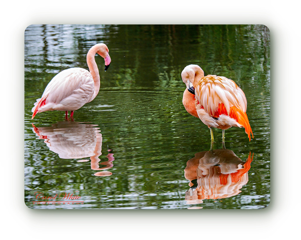 Flamingoes And Reflections by carolmw