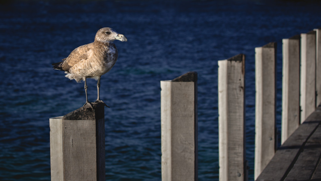 The Brown Gull with no friends by jodies