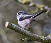 23rd Feb 2018 - Long Tailed Tit