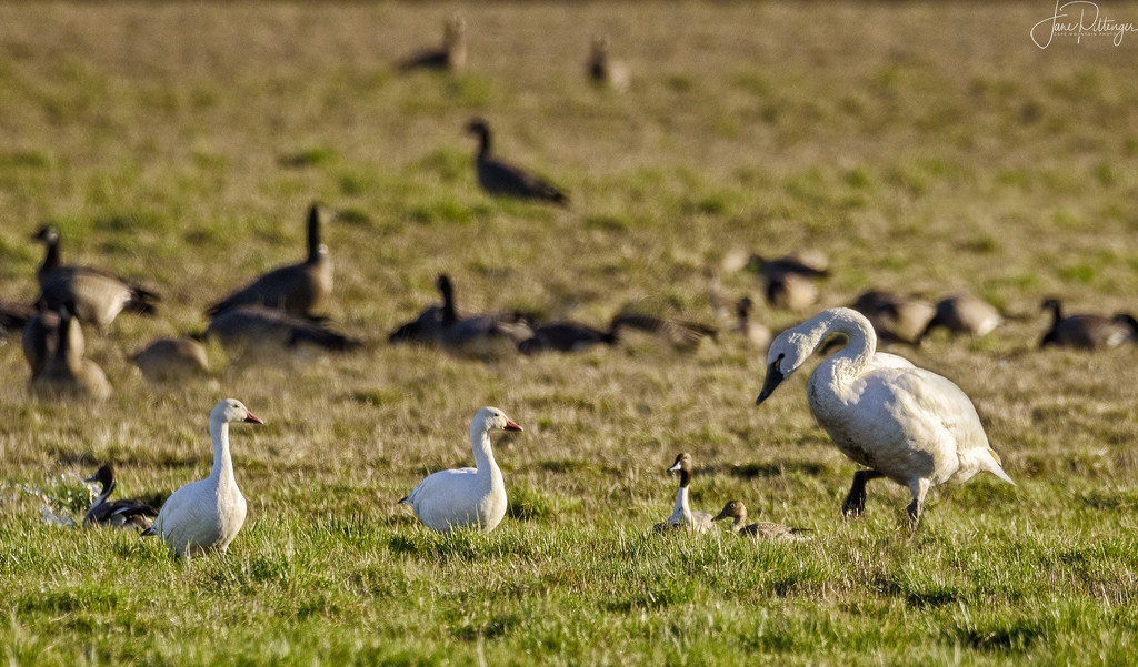 Tundra Swan, Snow Geese and Friends  by jgpittenger