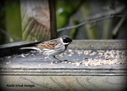 23rd Feb 2018 - Mr Reed Bunting