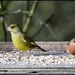 Greenfinch & chaffinch by rosiekind