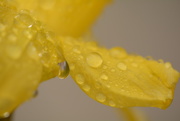 23rd Feb 2018 - Daffodil and droplets.....