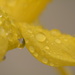 Daffodil and droplets..... by ziggy77