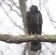 22nd Feb 2018 - Turkey Vulture