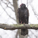 Turkey Vulture by mccarth1