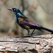 Grackle by cjwhite
