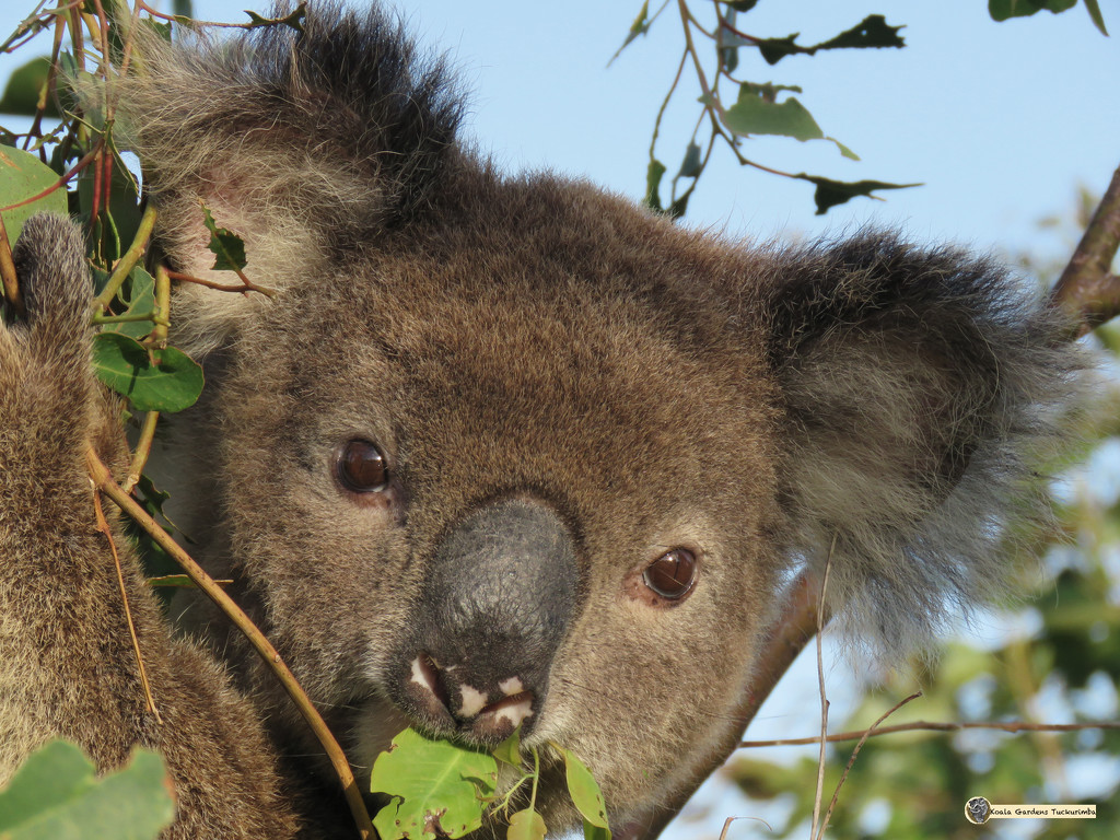 sprung by koalagardens