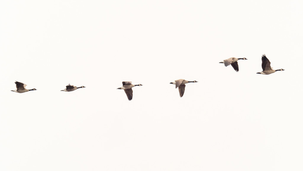 Geese Line in the sky by rminer