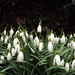 Snowdrops by suzanne234