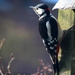Woodpecker by pyrrhula