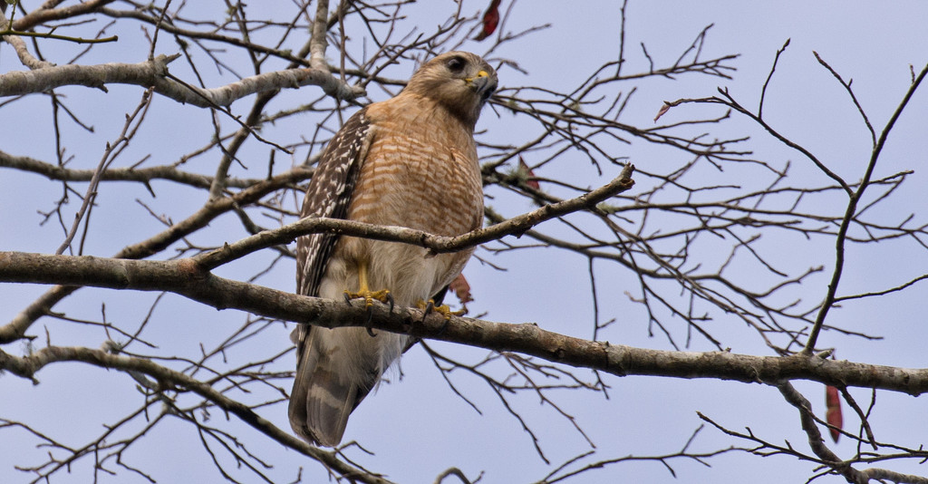 Red Shouldered Hawk Keeping an Eye on Things! by rickster549