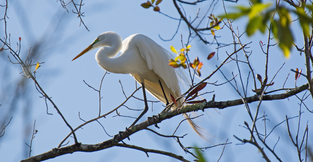 Egret Gathering Twigs From the Trees! by rickster549