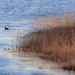 duck in marsh by jernst1779
