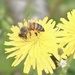 Bee.dande by dmdfday