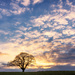 Big Tree Bigger Sky  by rjb71