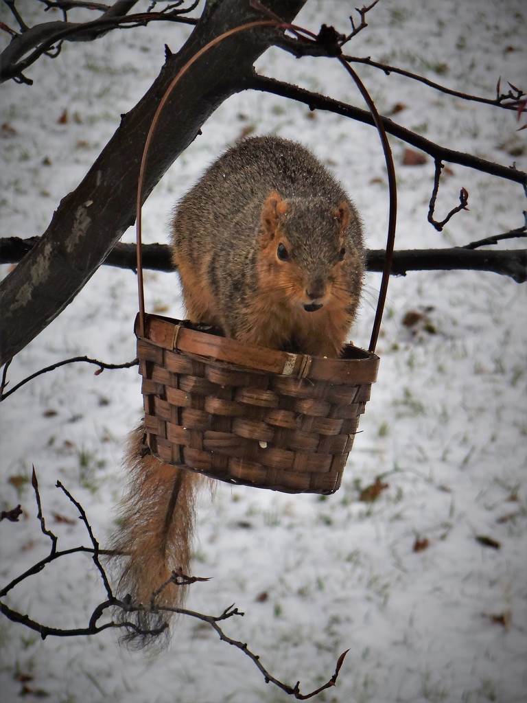Same Basket New Squirrel (Name That Squirrel) by brillomick