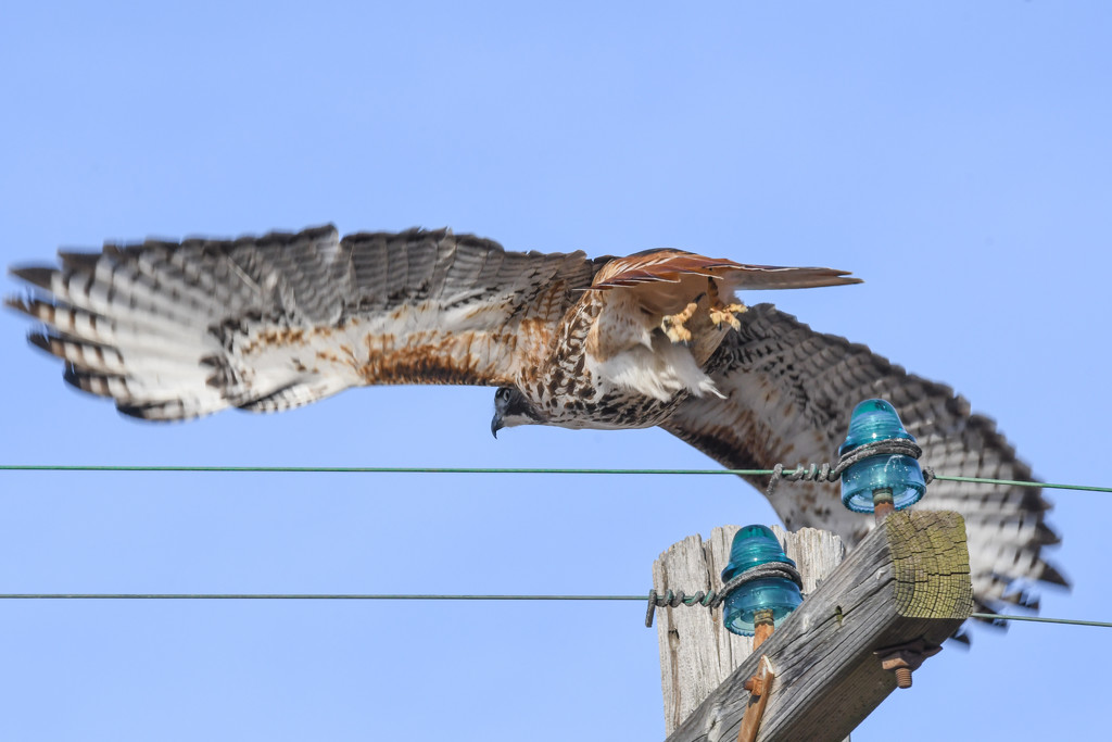 Red-Tailed Hawk and Telegraph Insulators by kareenking