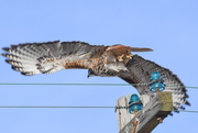 18th Feb 2018 - Red-Tailed Hawk and Telegraph Insulators