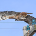 Red-Tailed Hawk and Telegraph Insulators by kareenking