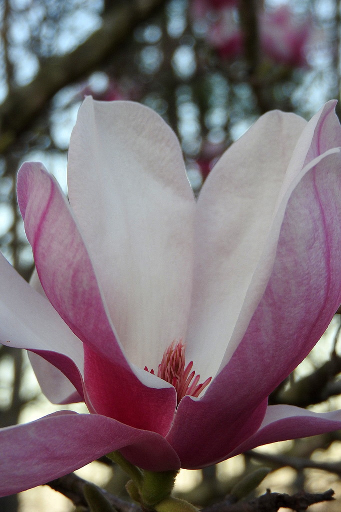 I love the purple of the Tulip Magnolia by homeschoolmom