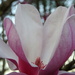 I love the purple of the Tulip Magnolia by homeschoolmom