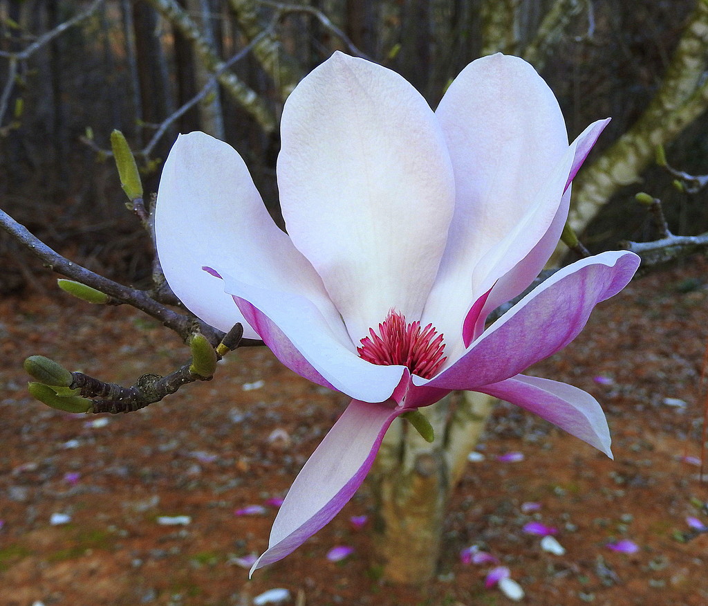 Tulip Magnolia in bloom by homeschoolmom