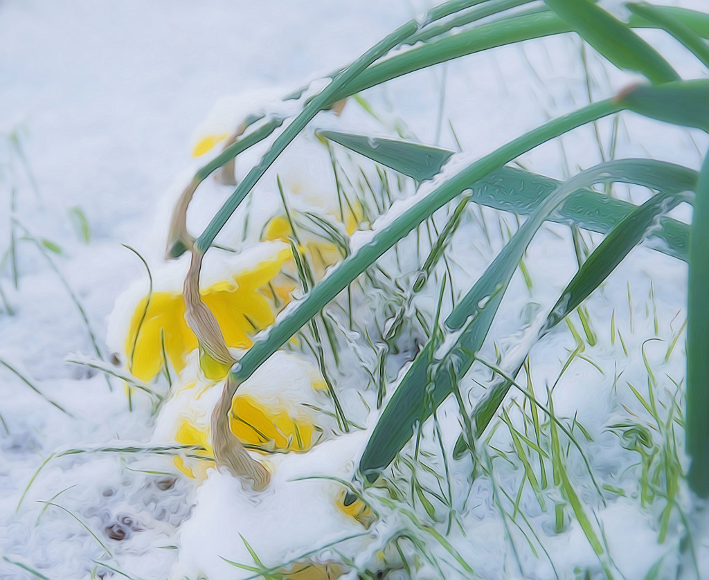 Poor Daffodils In The Snow  by joysfocus