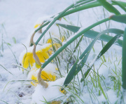 23rd Feb 2018 - Poor Daffodils In The Snow 