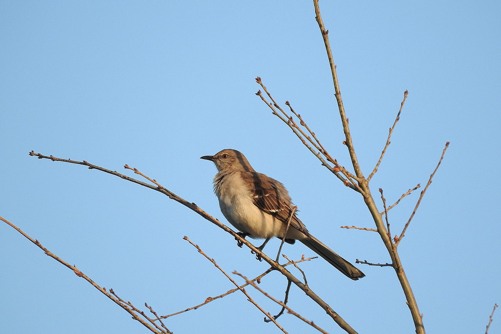 Mockingbird in a tree by homeschoolmom