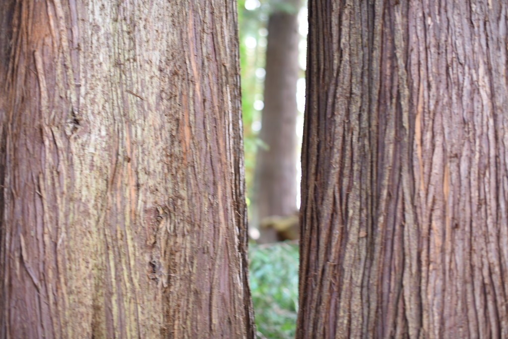 Two Trees Spying On Another Tree by mamabec